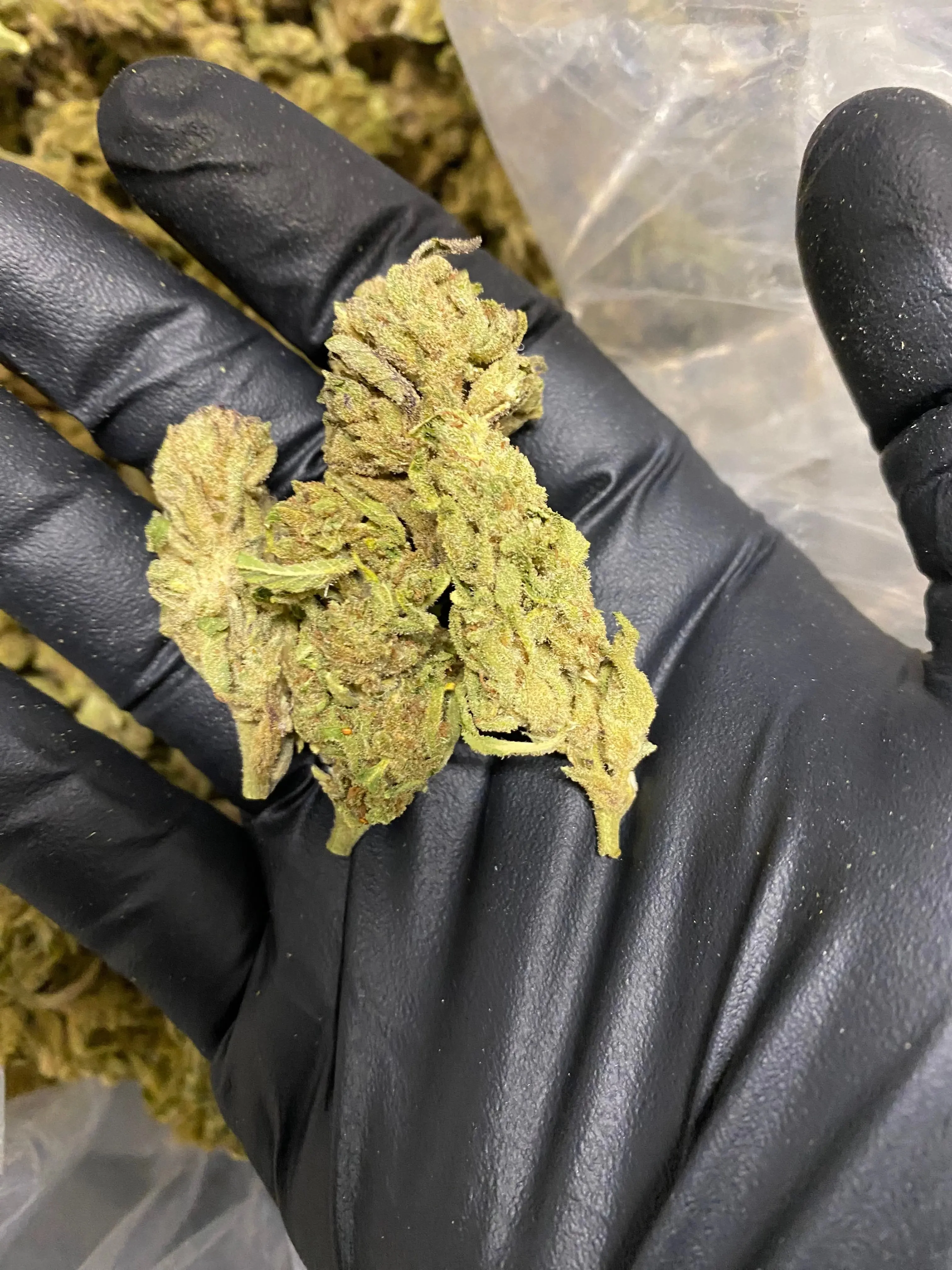 Afgani THCA - Image 2