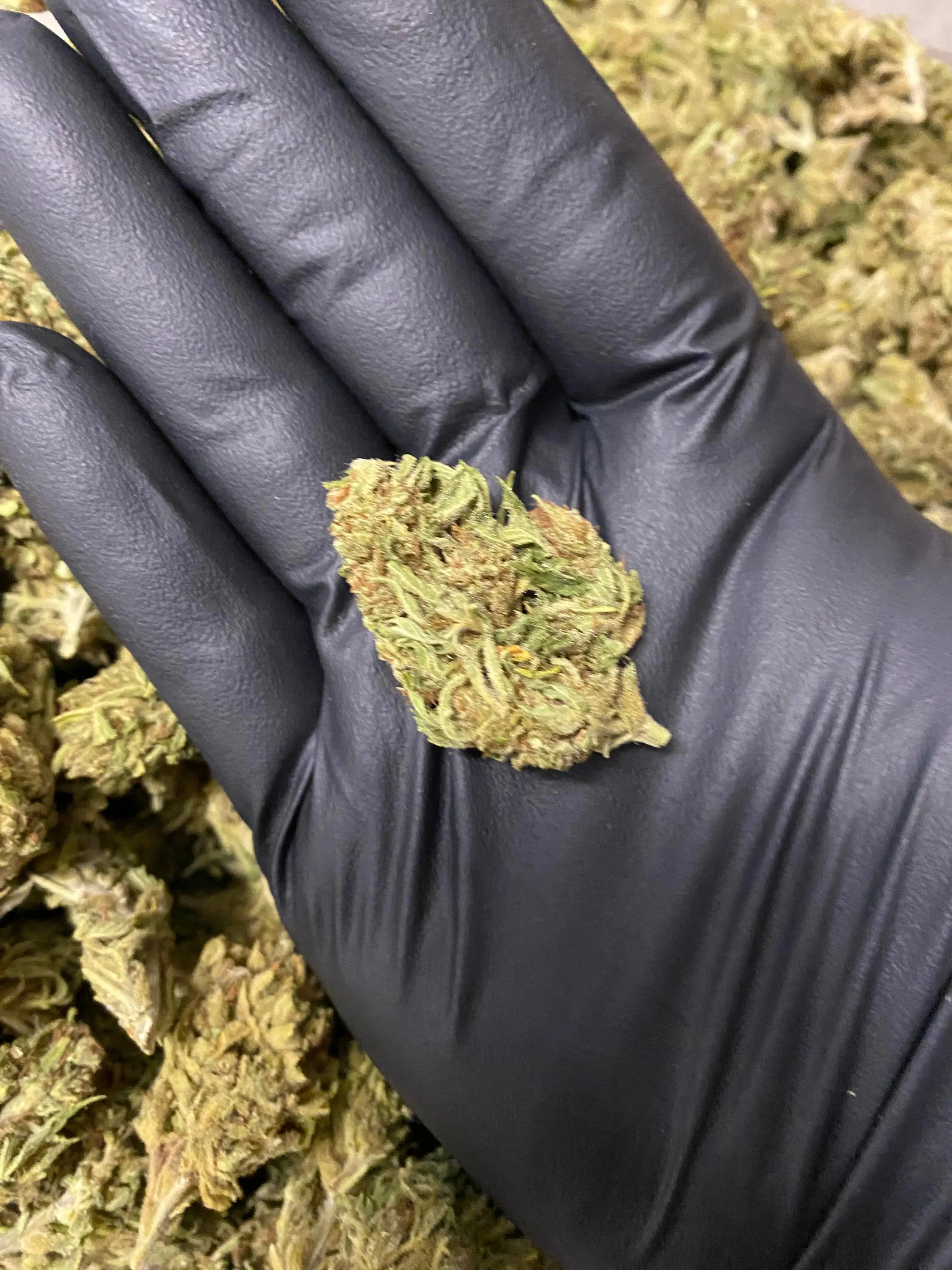 Amnesia THCA - Image 2
