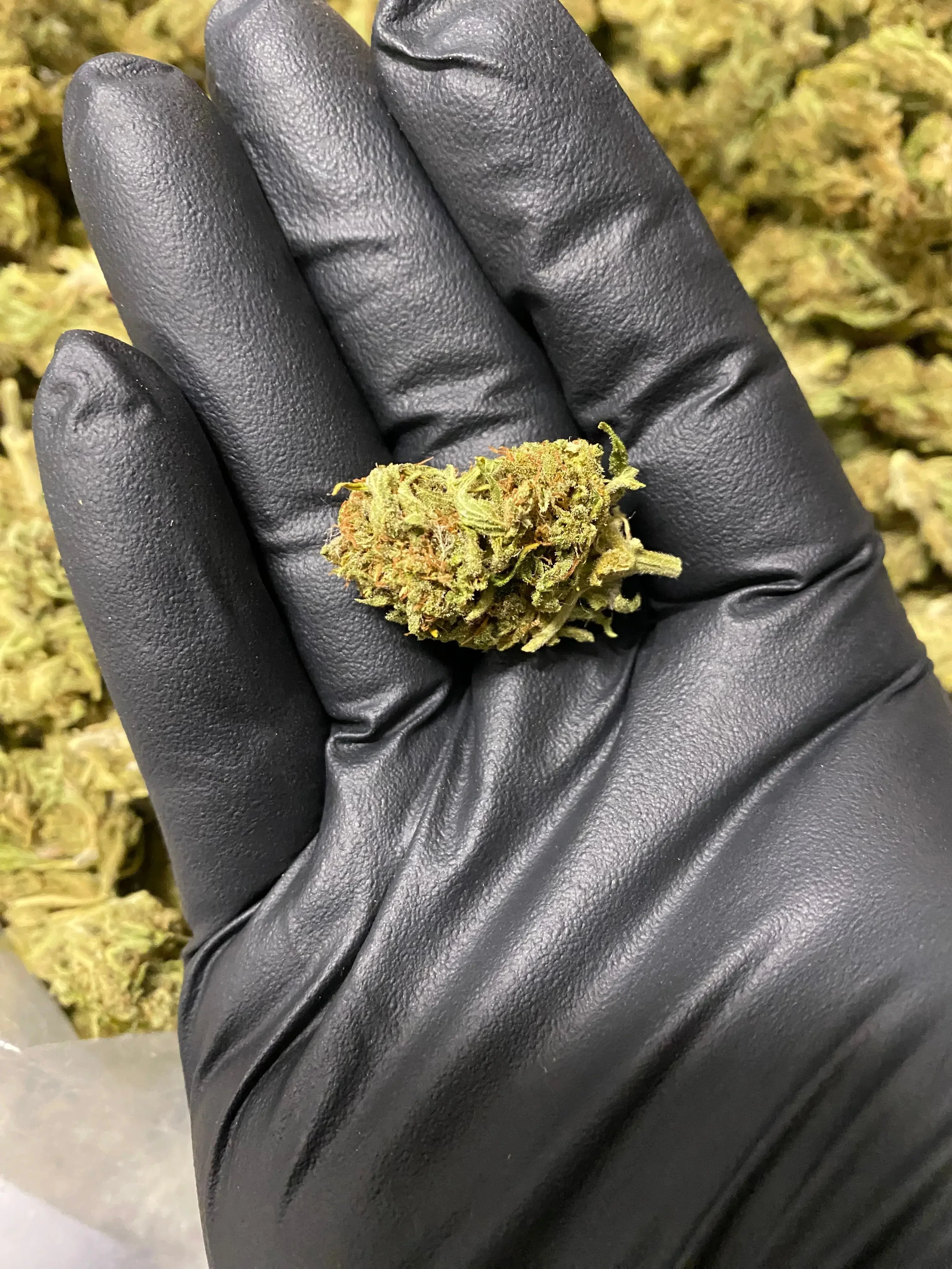 Amnesia THCA - Image 5