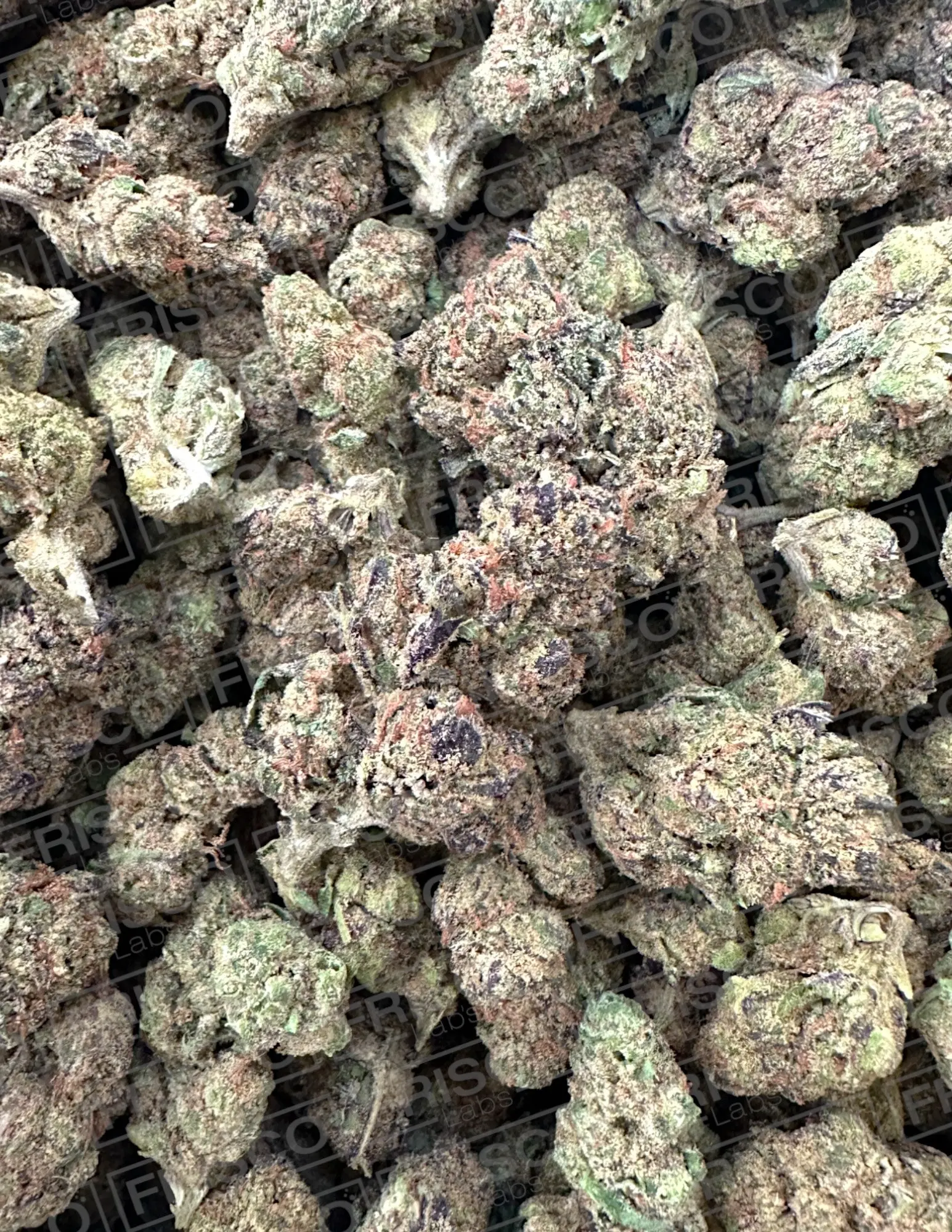 Frisco Labs - Indoor Exotic - Blueberry Muffin THCA Strain - Image 2