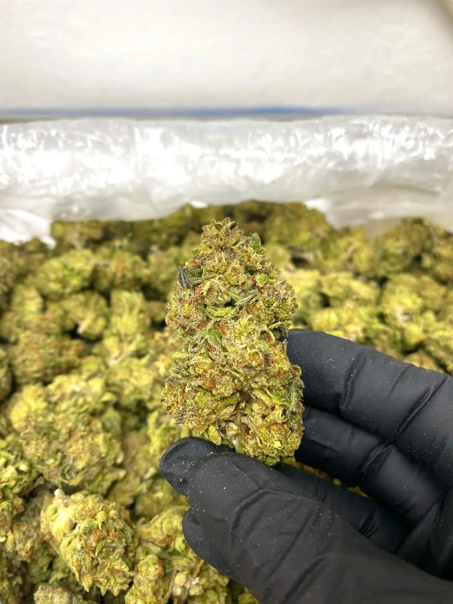 Frisco Labs - Bubble Spritzer THCA Strain - Image 2