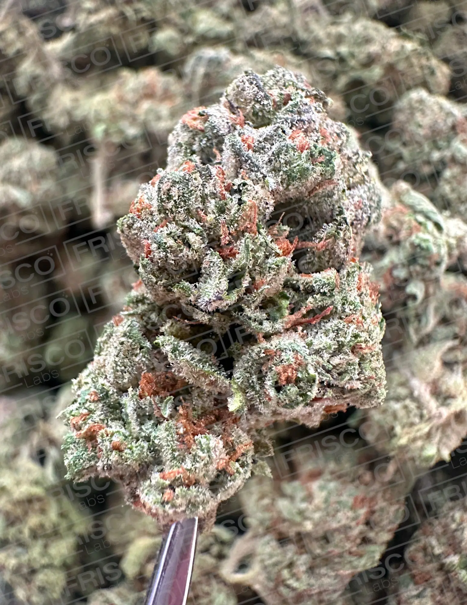 Exotic Indoor - Original Glue Strain