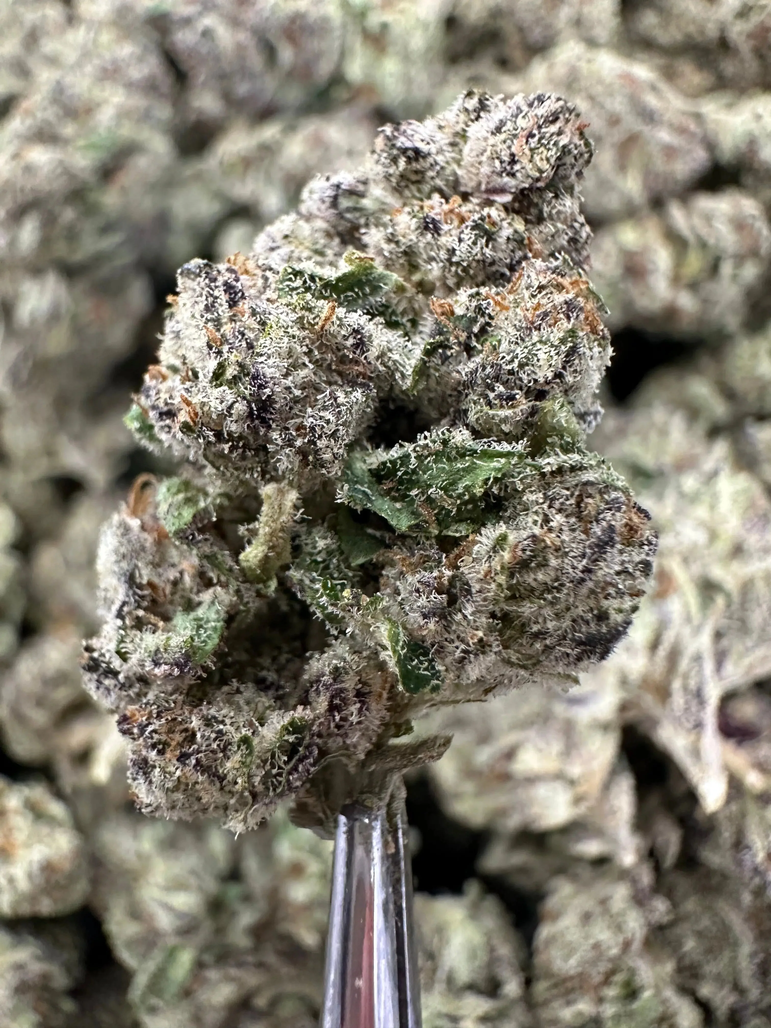 Frisco Labs - Exotic Indoor Tropicanna THCA - Image 2