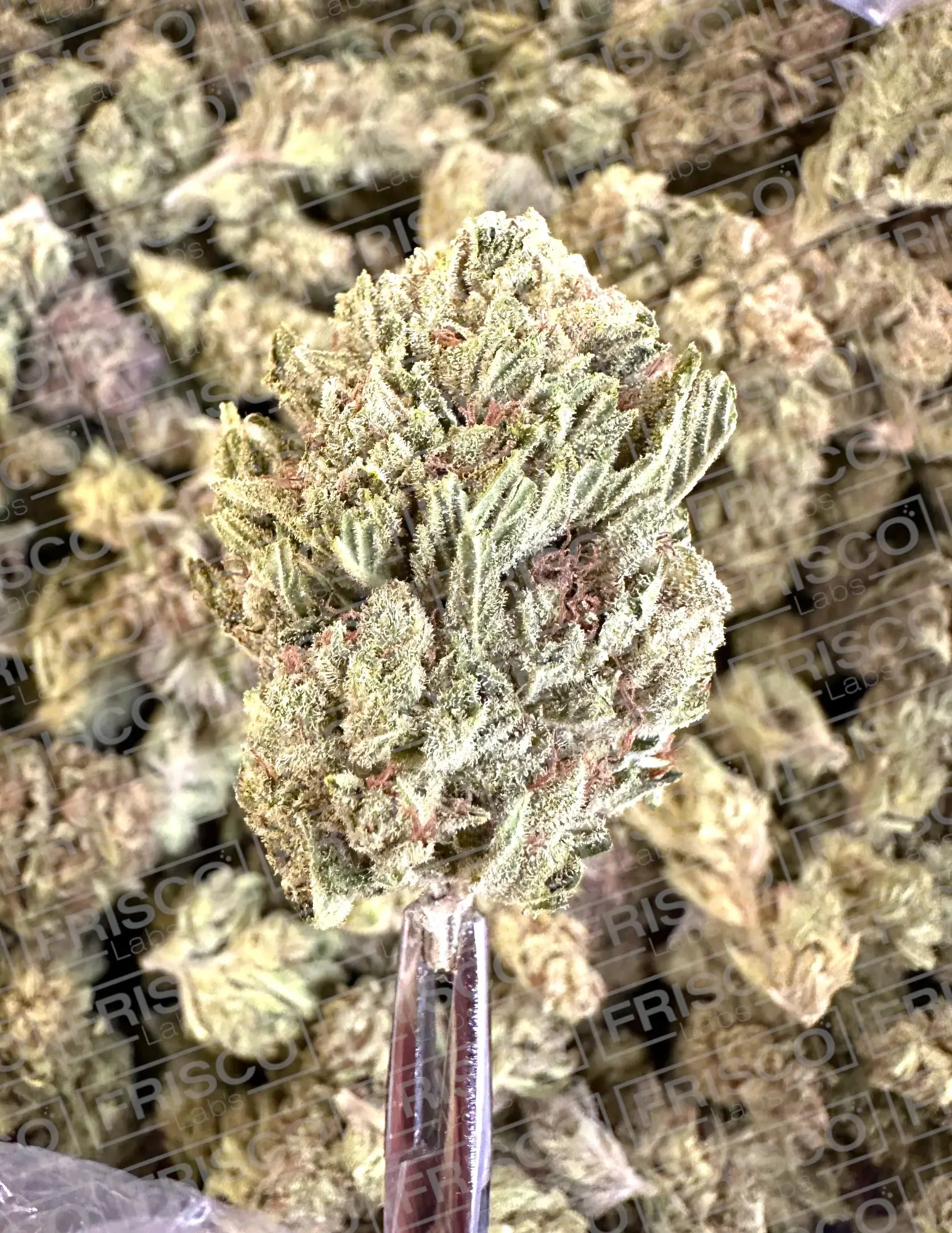 Frisco Labs - Exotic Baby Kiwi THCA - Image 2