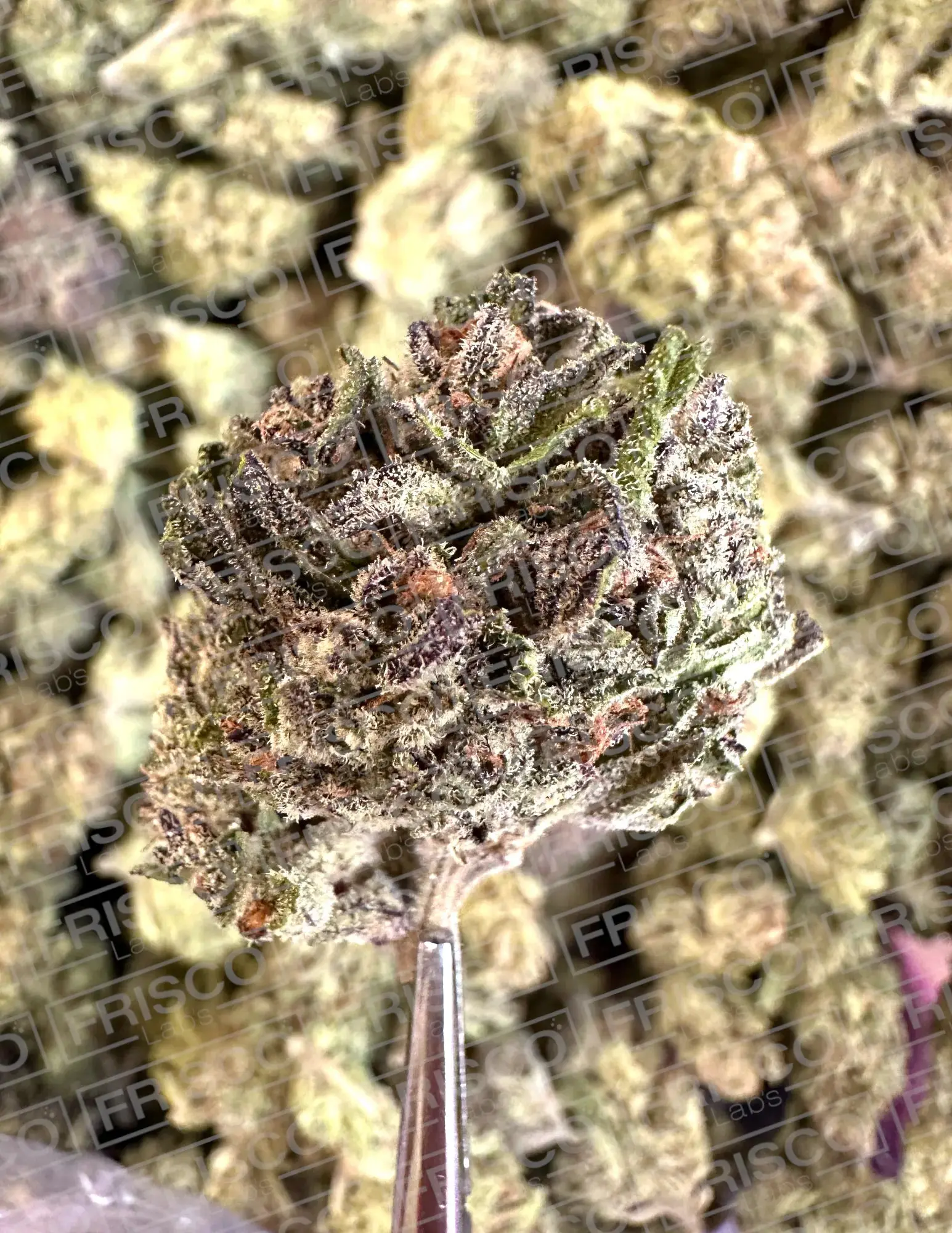 Frisco Labs - Exotic Baby Kiwi THCA - Image 3