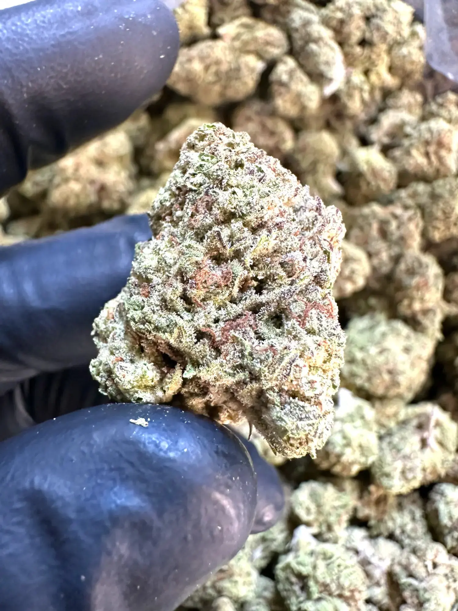 1 Pound - Exotic Cadillac Rainbow THCA Strain - Image 2