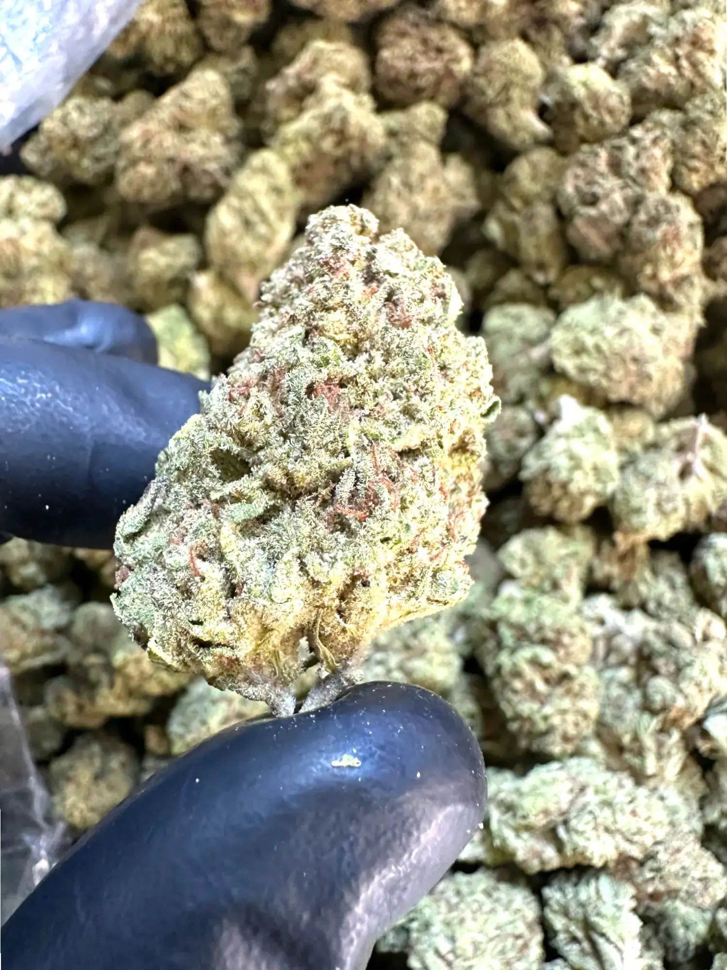 1 Pound - Exotic Cadillac Rainbow THCA Strain - Image 3