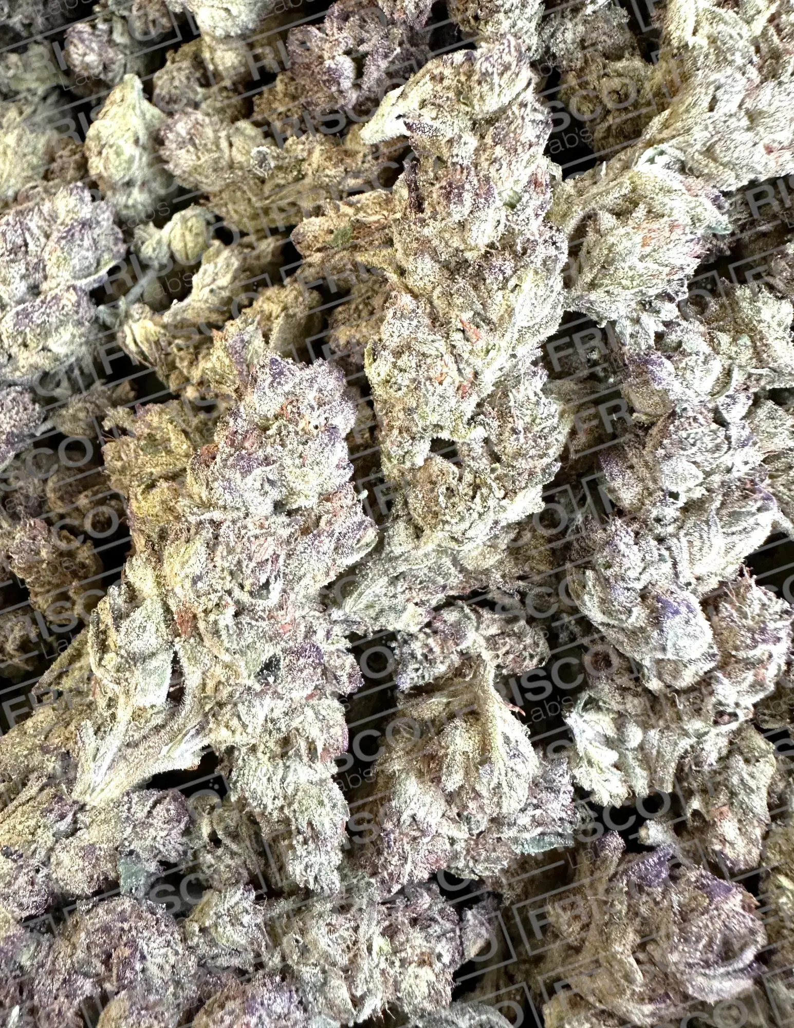 Frisco Labs - Exotic California Sherbert THCA - Image 2