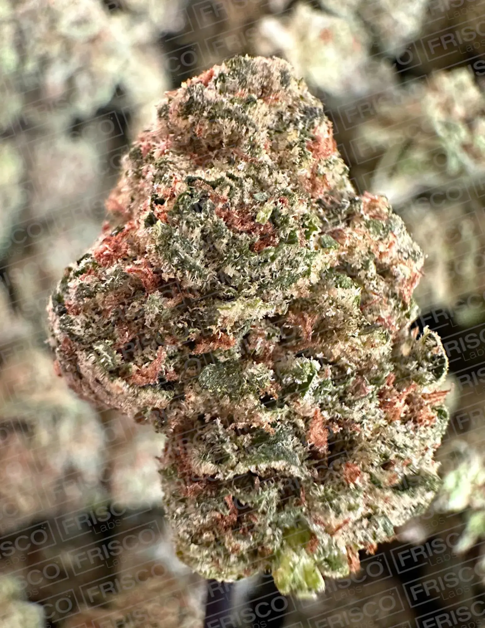 Frisco Labs - Exotic Grappling Pie THCA Strain