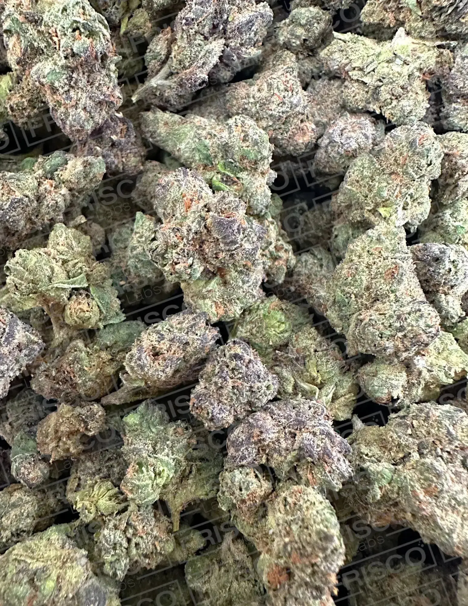 1 Pound - Candyz Runtz Strain THCA