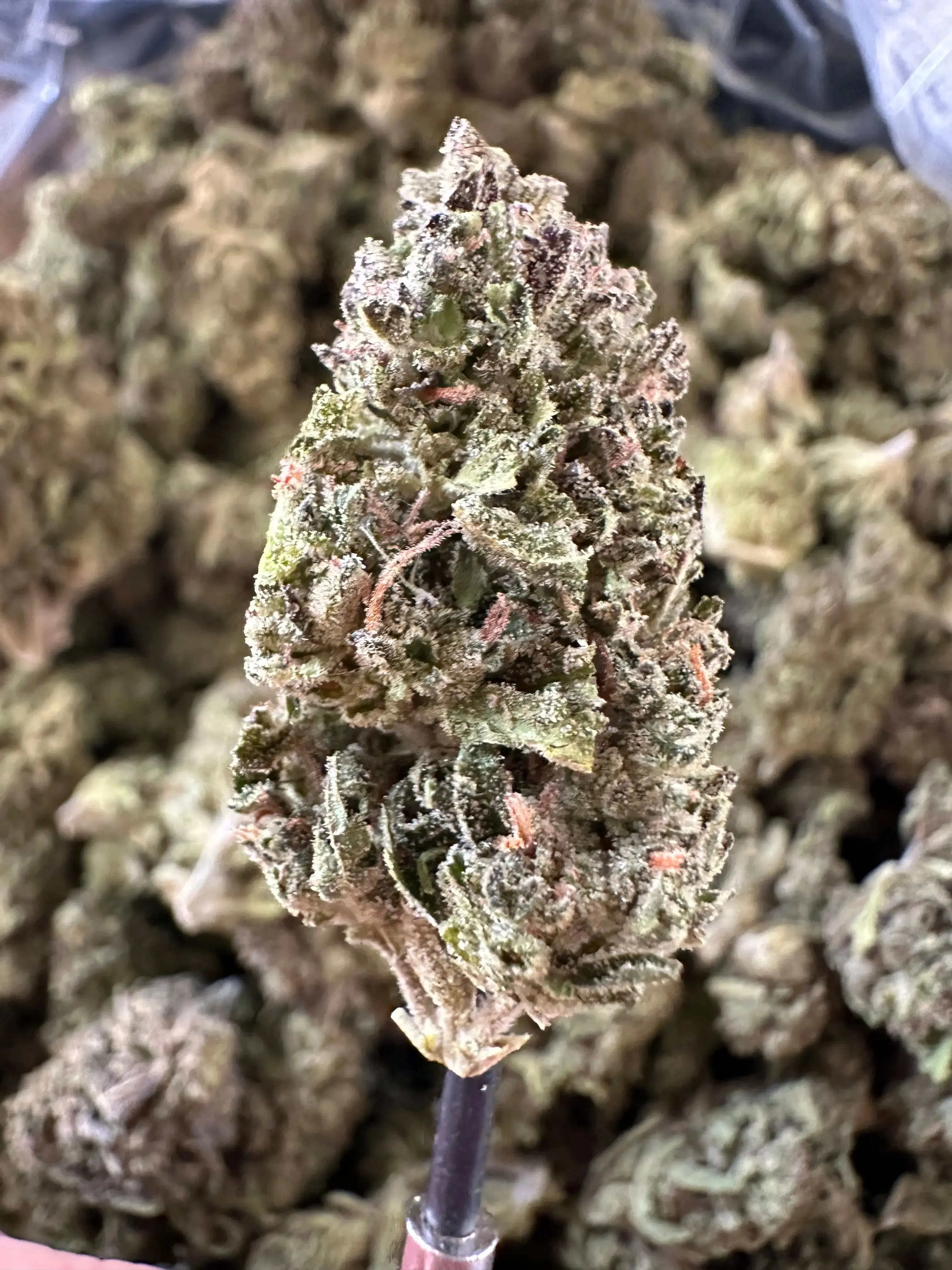 1 Pound - Exotic Indoor Cherry Zkittlez THCA - Image 2