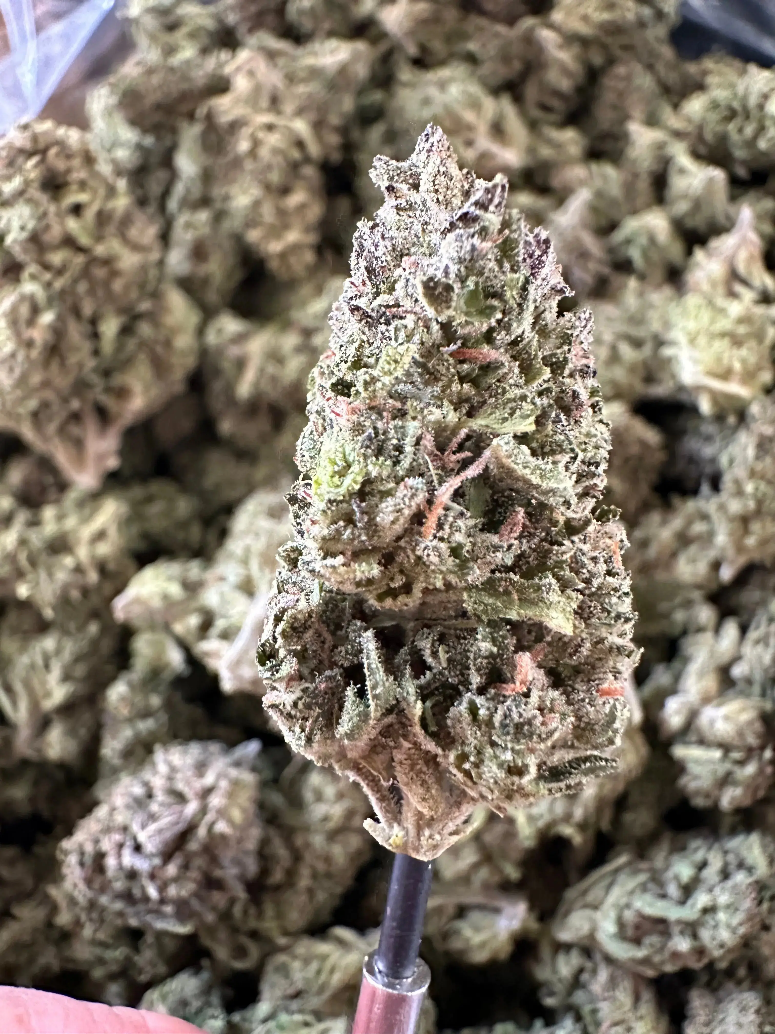 1 Pound - Exotic Indoor Cherry Zkittlez THCA - Image 3