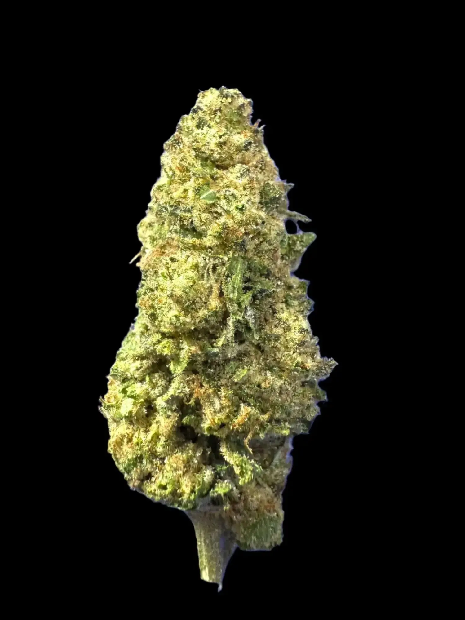 Frisco Labs Exotic Indoor Hash Burger THCA Strain
