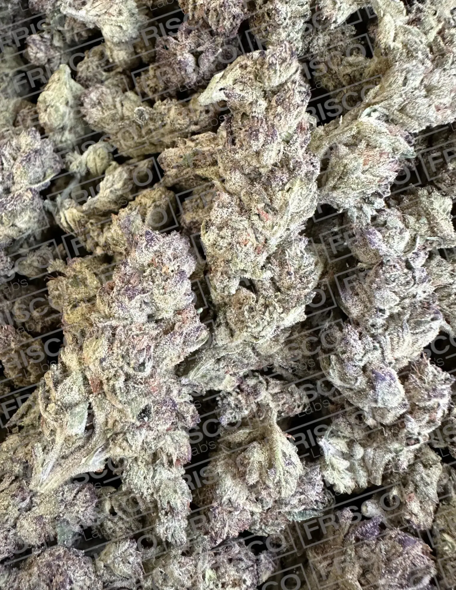 1 Pound - Exotic Kush Mintz THCA