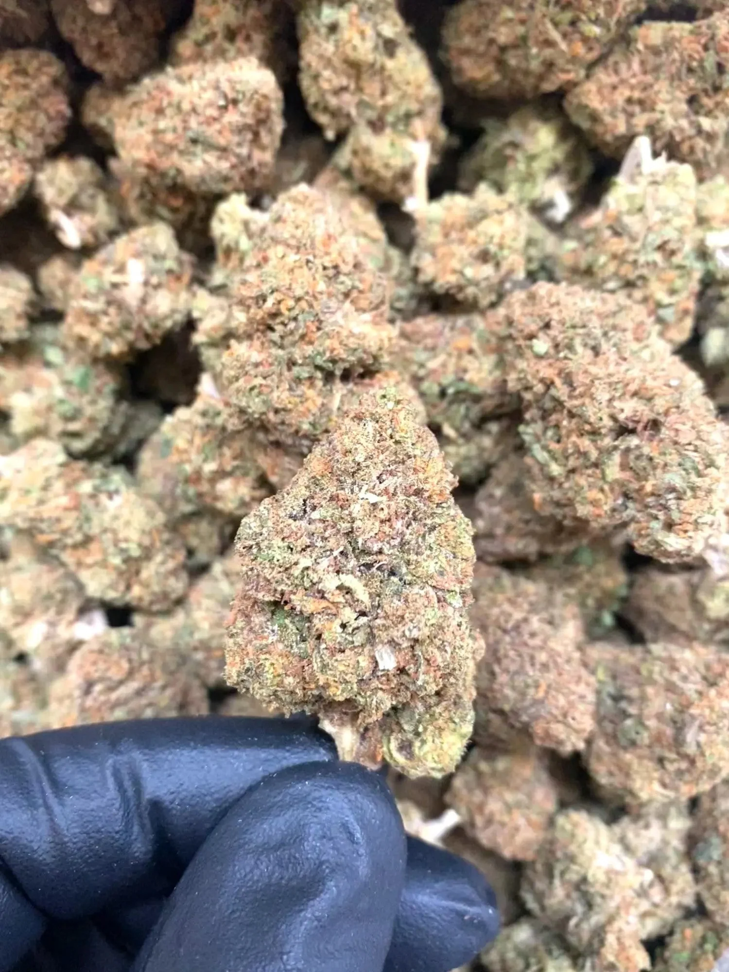 Frisco Labs - Ghost OG THCA Strain