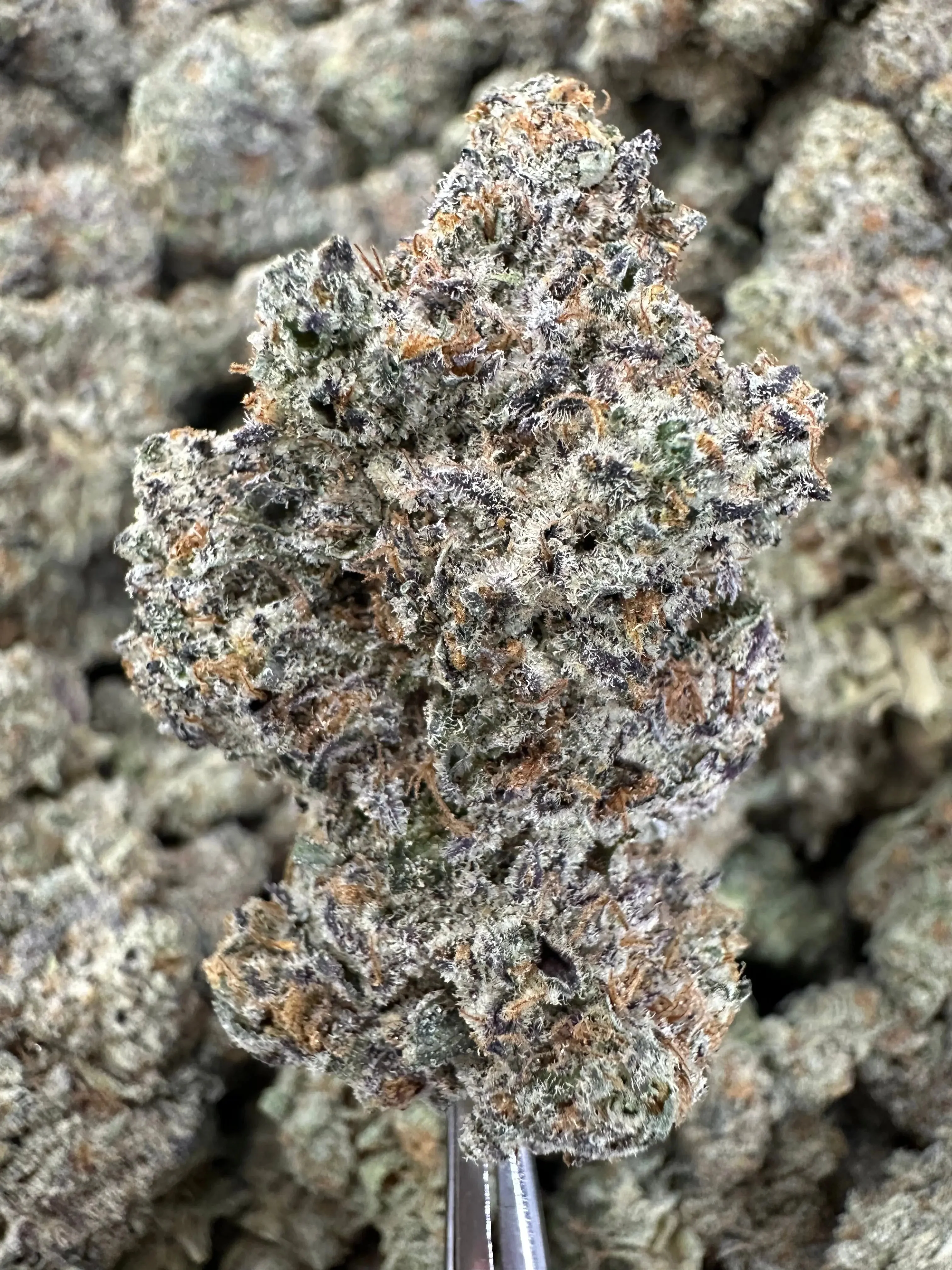 Frisco Labs - Indoor Exotic - Cookies And Cream THCA Strain - Image 2