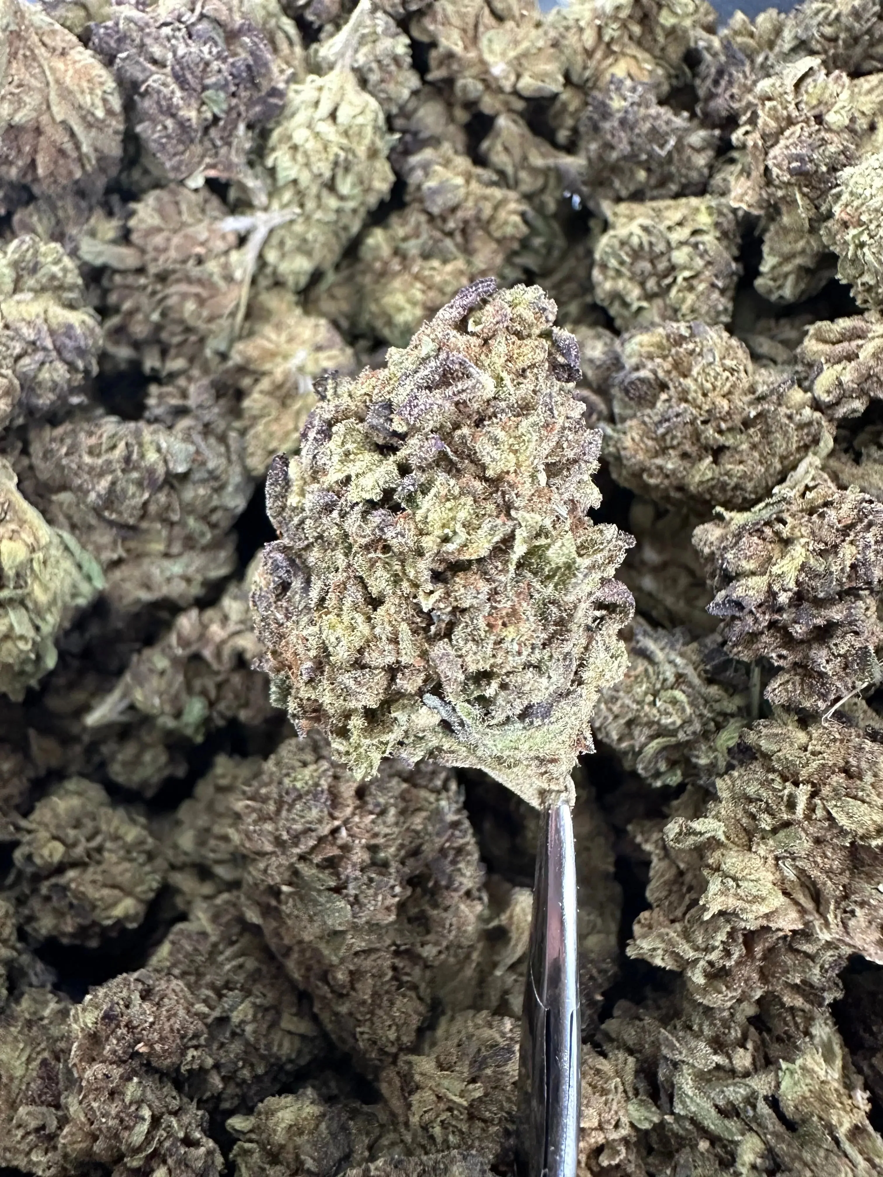 Frisco Labs - Obama Runtz THCA Strain