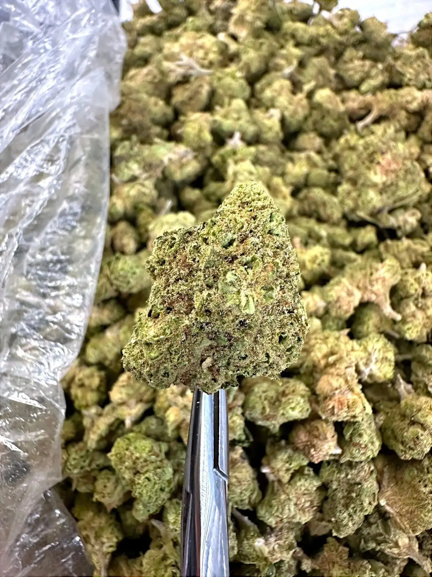 1 Pound - Pure Power Plant THCA