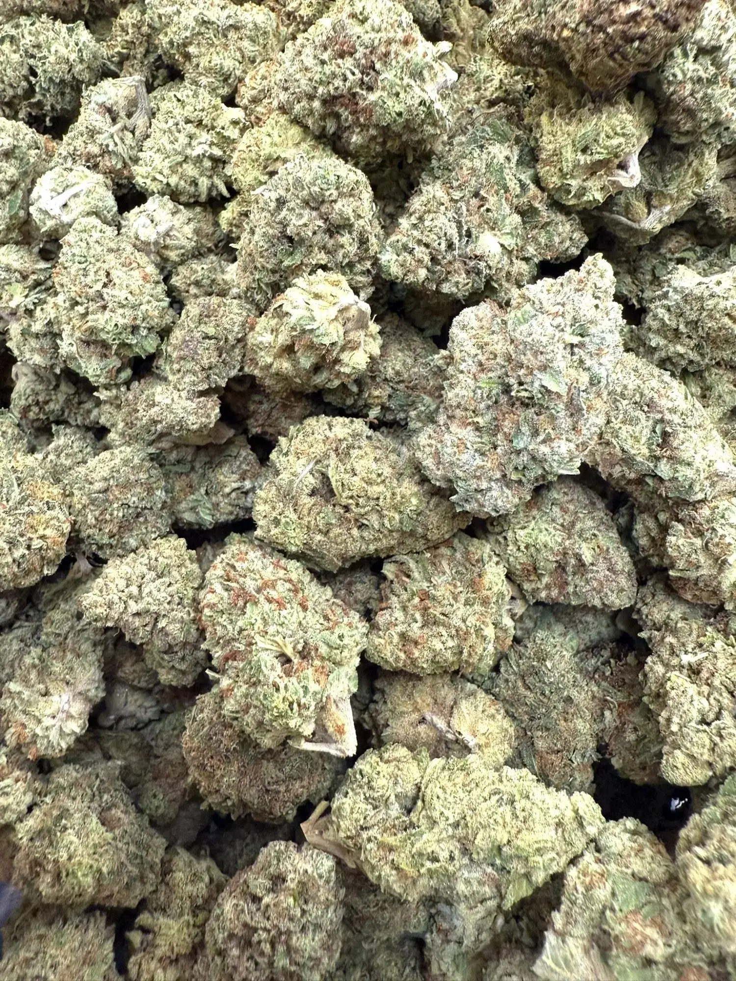 1 Pound - Purple Punch Strain THCA - Image 4