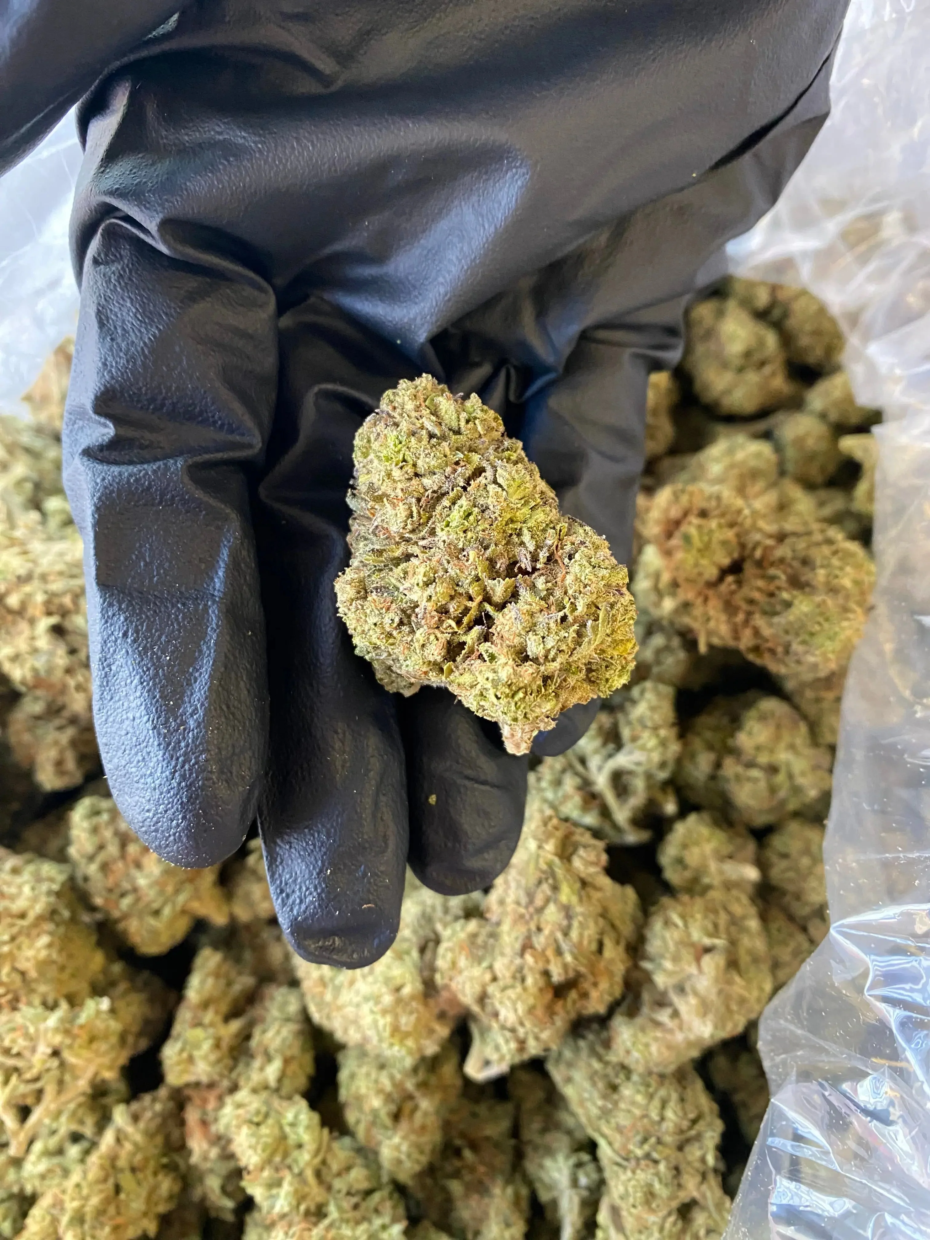 Grapefruit THCA - Image 3