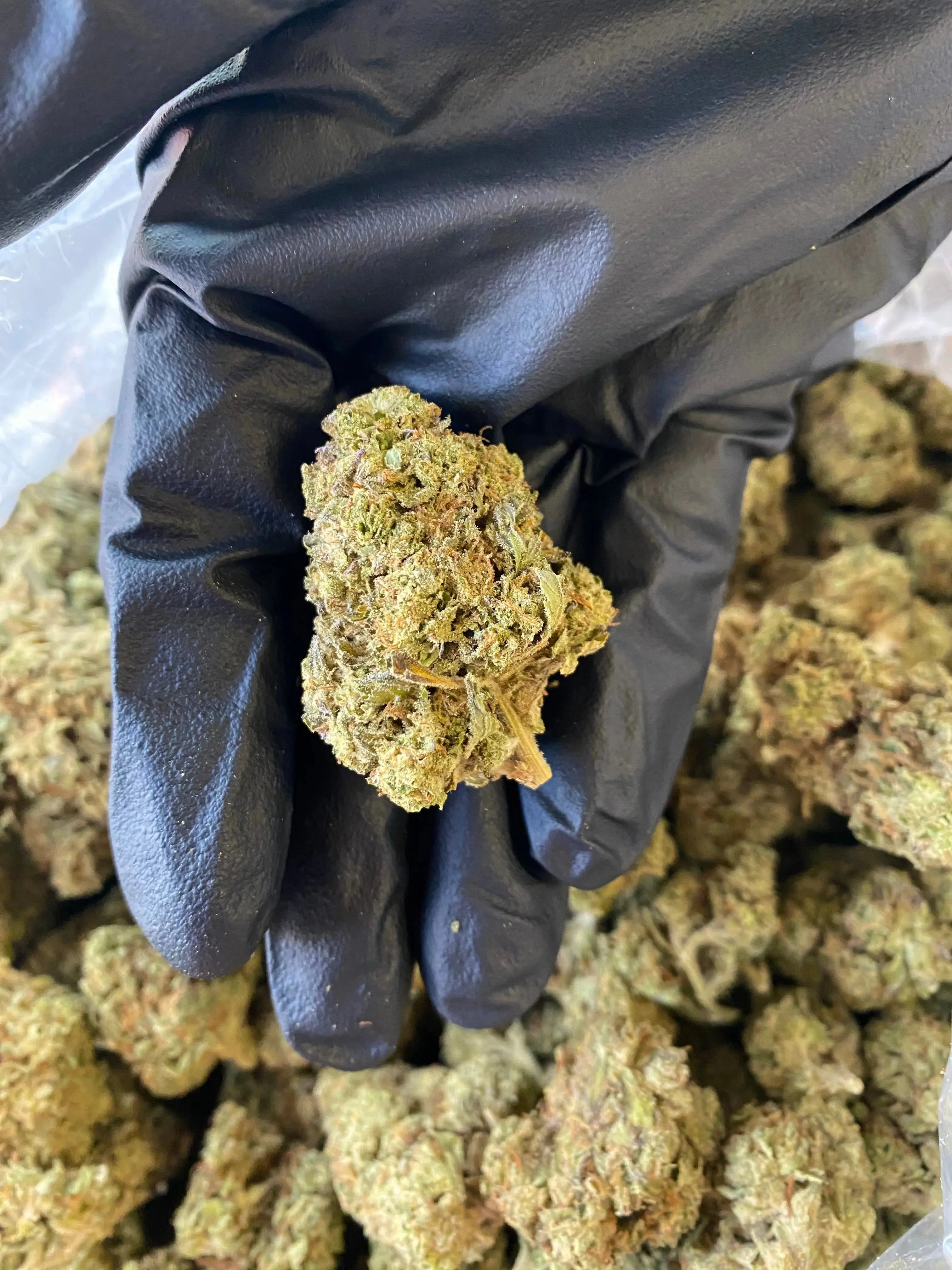 Grapefruit THCA - Image 4