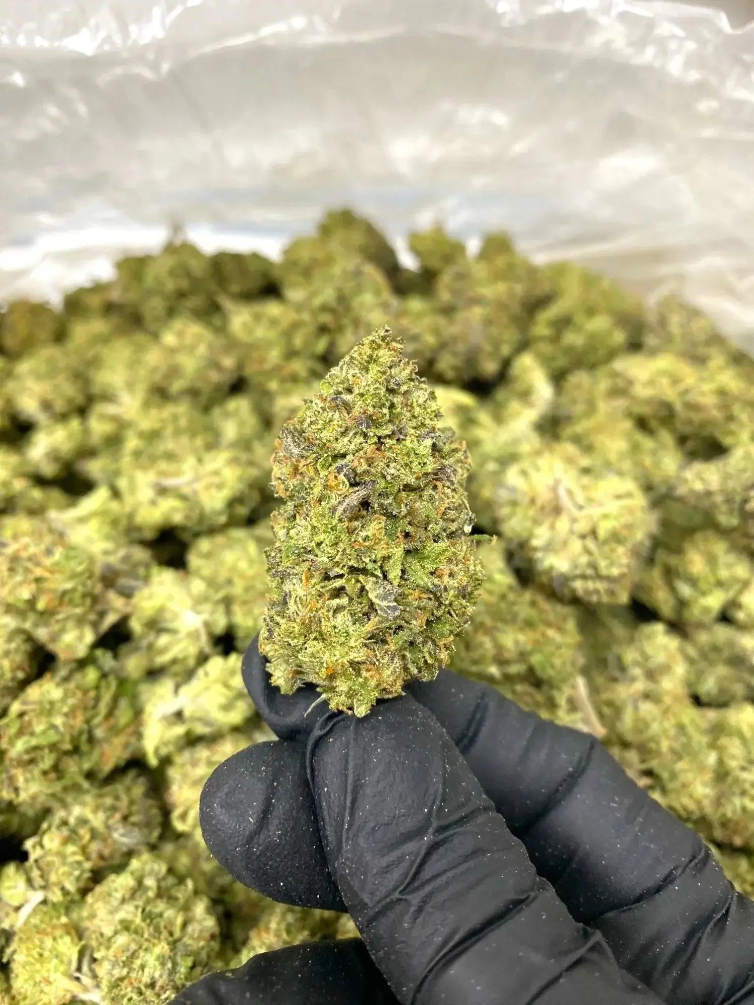 Frisco Labs - O Cookie THCA Strain - Image 2