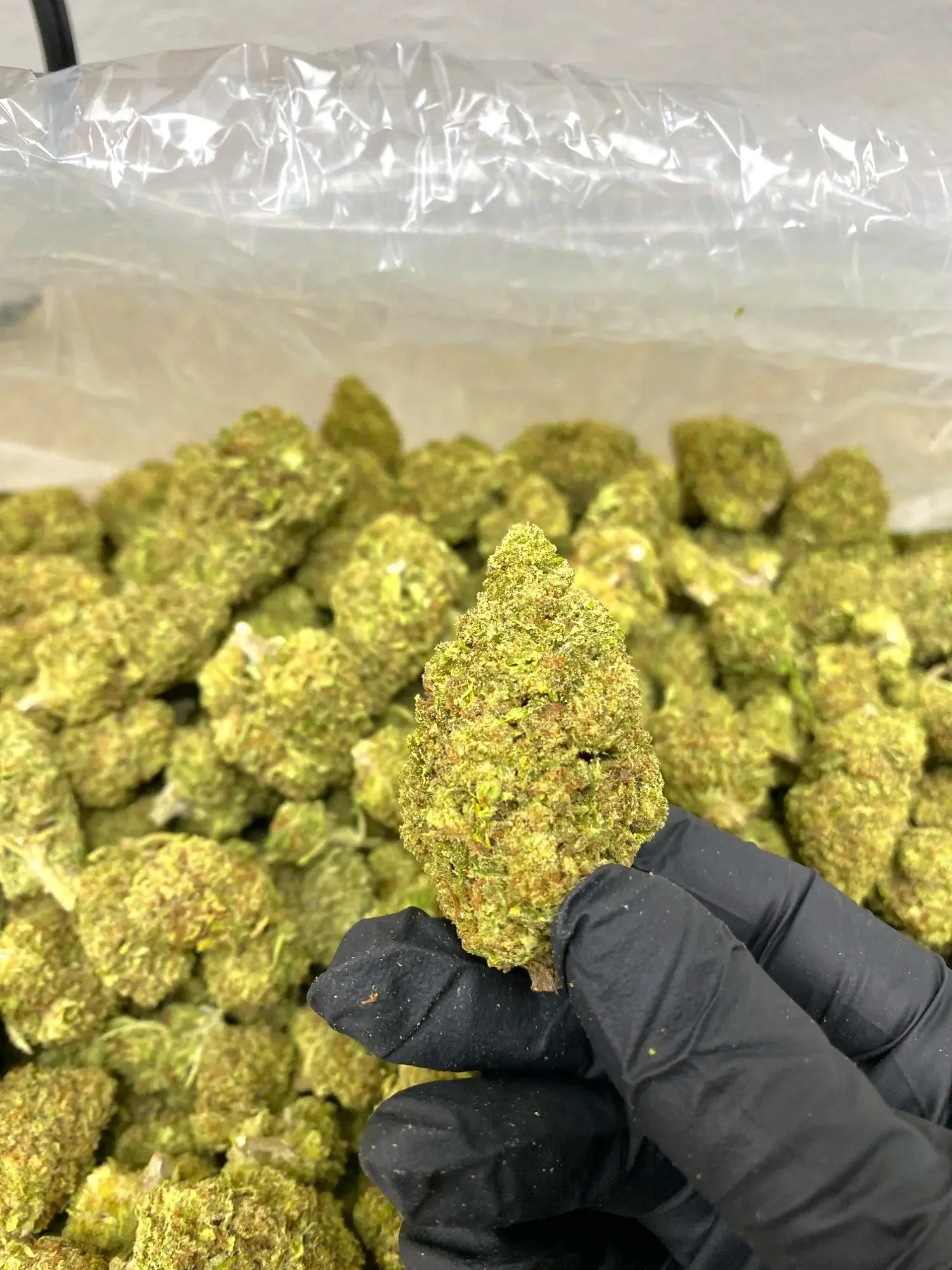 Frisco Labs - Orange Cream THCA Strain - Image 2