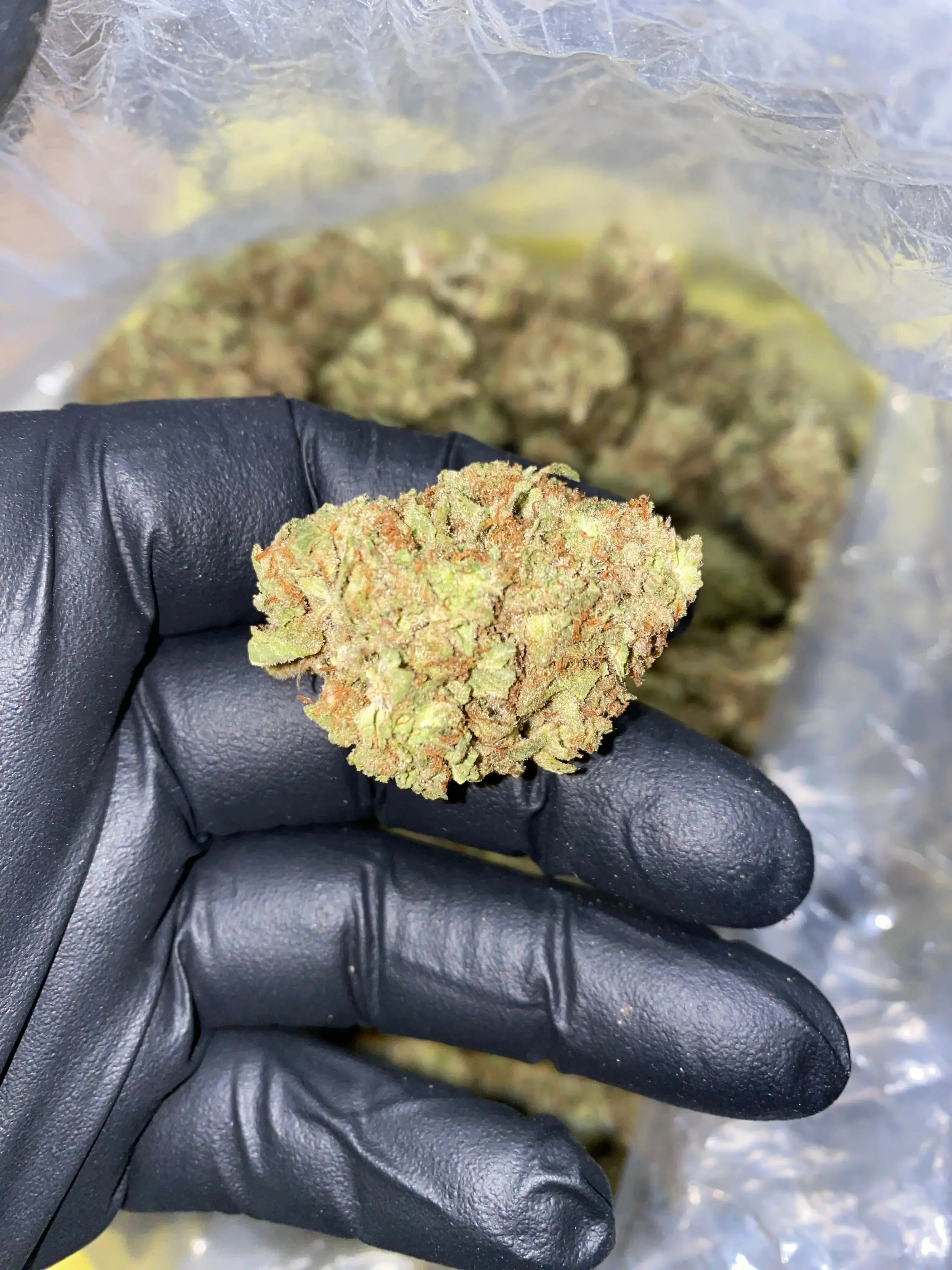 Frisco Labs - Zereal Milk THCA Strain - Image 10